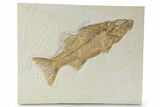 Uncommon Fish Fossil (Mioplosus) - Wyoming #356728-1